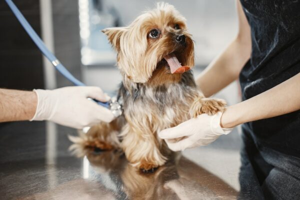 What's the smart way to find the best vet for your dog?