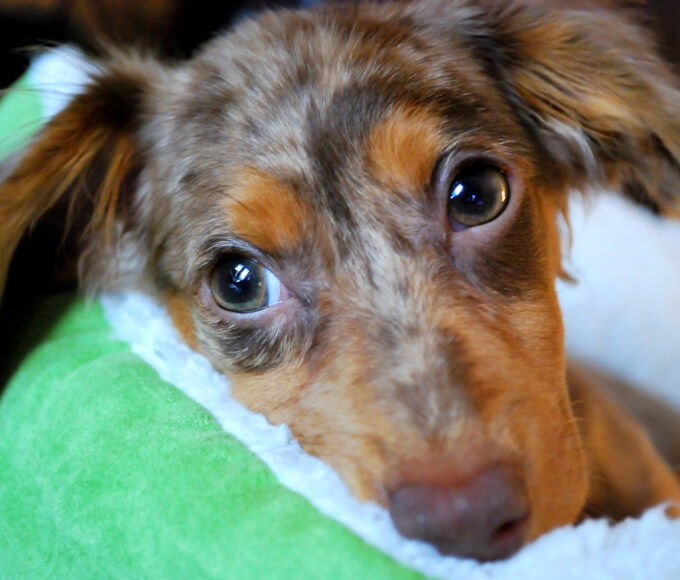 The Chiweenie dog is one of the cutest mixed breeds