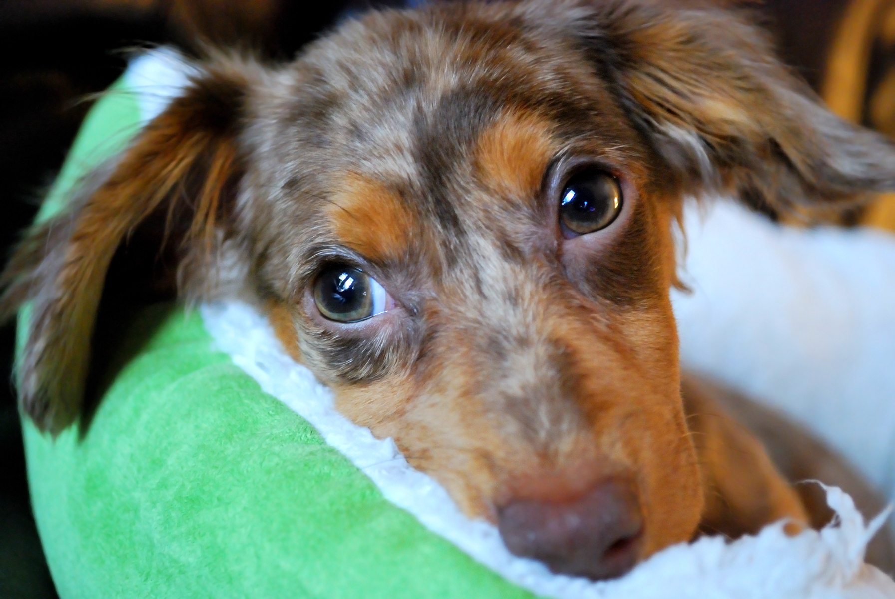 The Chiweenie dog is one of the cutest mixed breeds