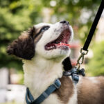 Leash training can be a pain, but your puppy will be better for it.