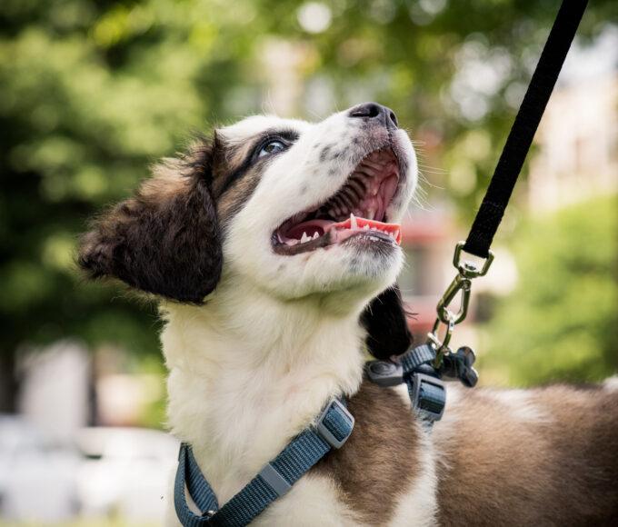 Leash training can be a pain, but your puppy will be better for it.