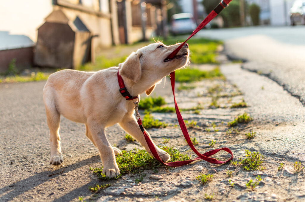 Leash training your puppy is a very important step in their growth! 