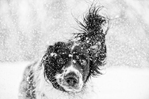 When it's freezing outside, you can still find some fun things to do with your dog!