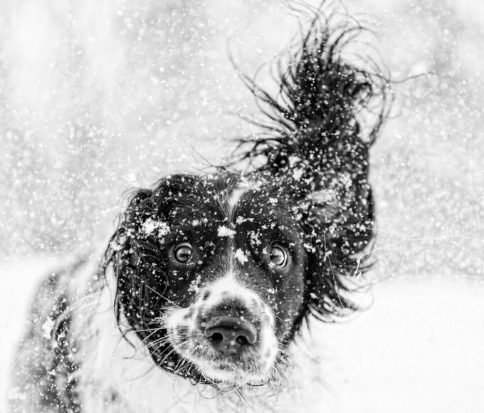 When it's freezing outside, you can still find some fun things to do with your dog!