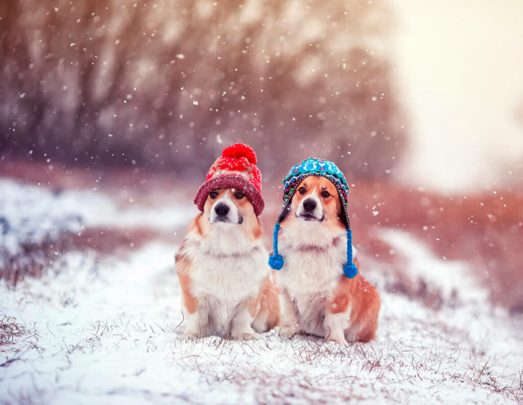 
When it's freezing outside, these Corgis wear their toques. 