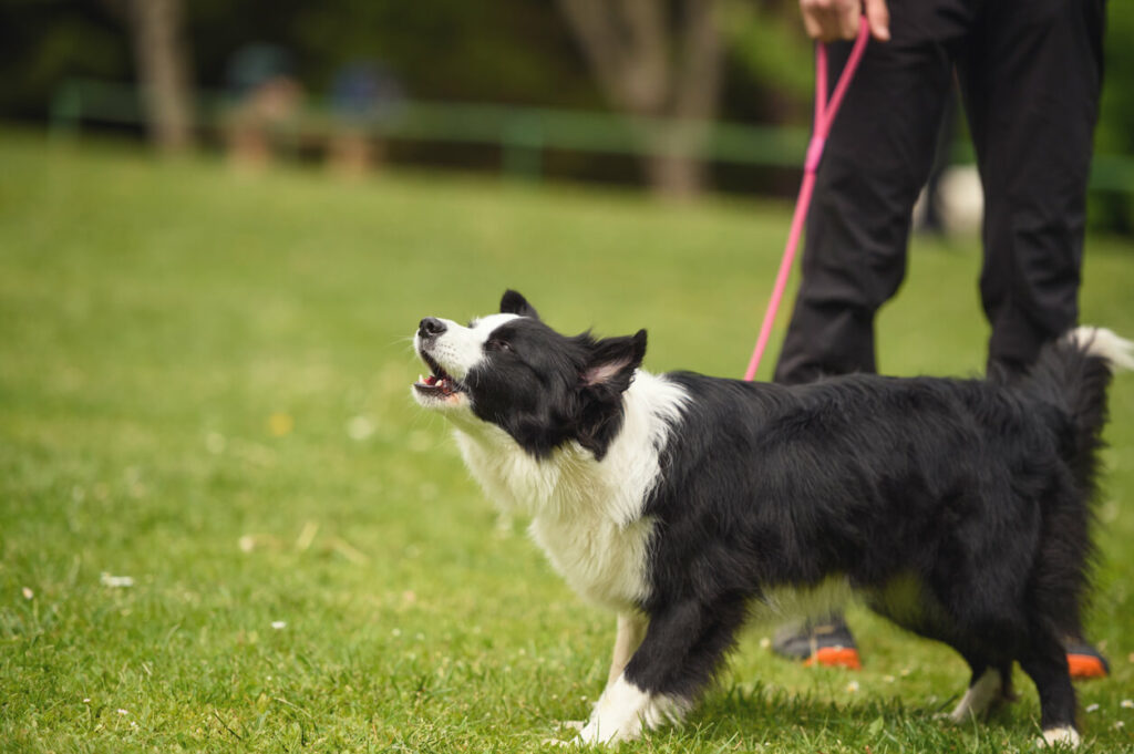 A border collie on a pink leash is barking. What are they telling you when your dog barks?