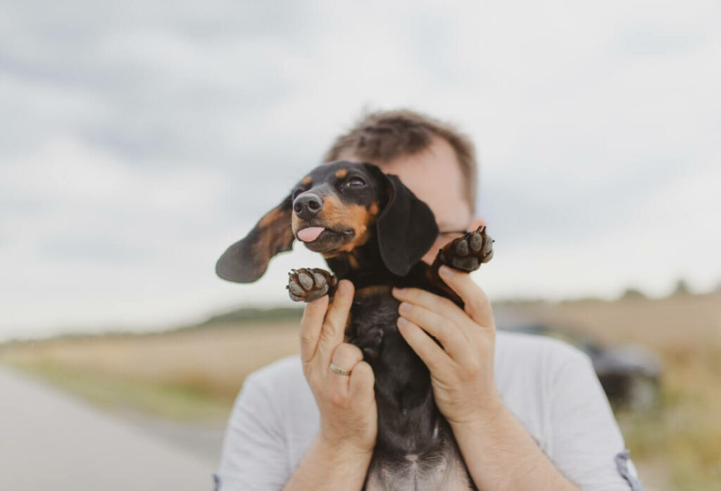 A dachshund puppy is held up to the camera with his tongue sticking out.
