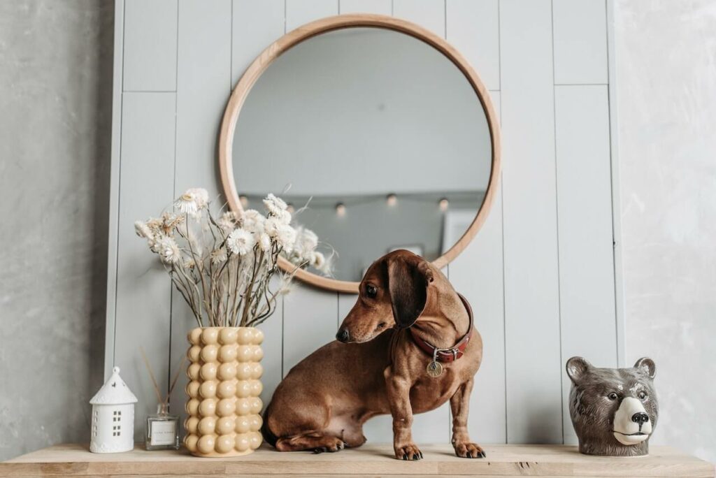 A dachshund sits on a shelf with a vase and mirror behind her.