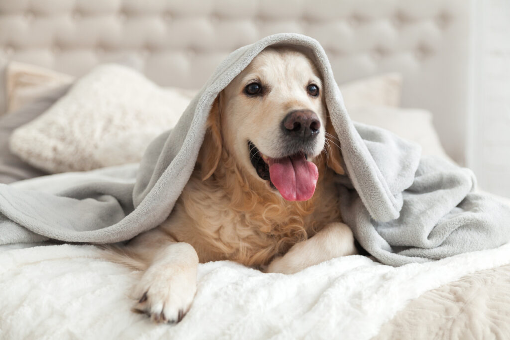 A Golden Retriever lays on a hotel bed with a blanket over his head. 