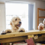 Dog friendly hotels love well behaved pups like this Goldendoodle, jumping up at a desk to say hello.