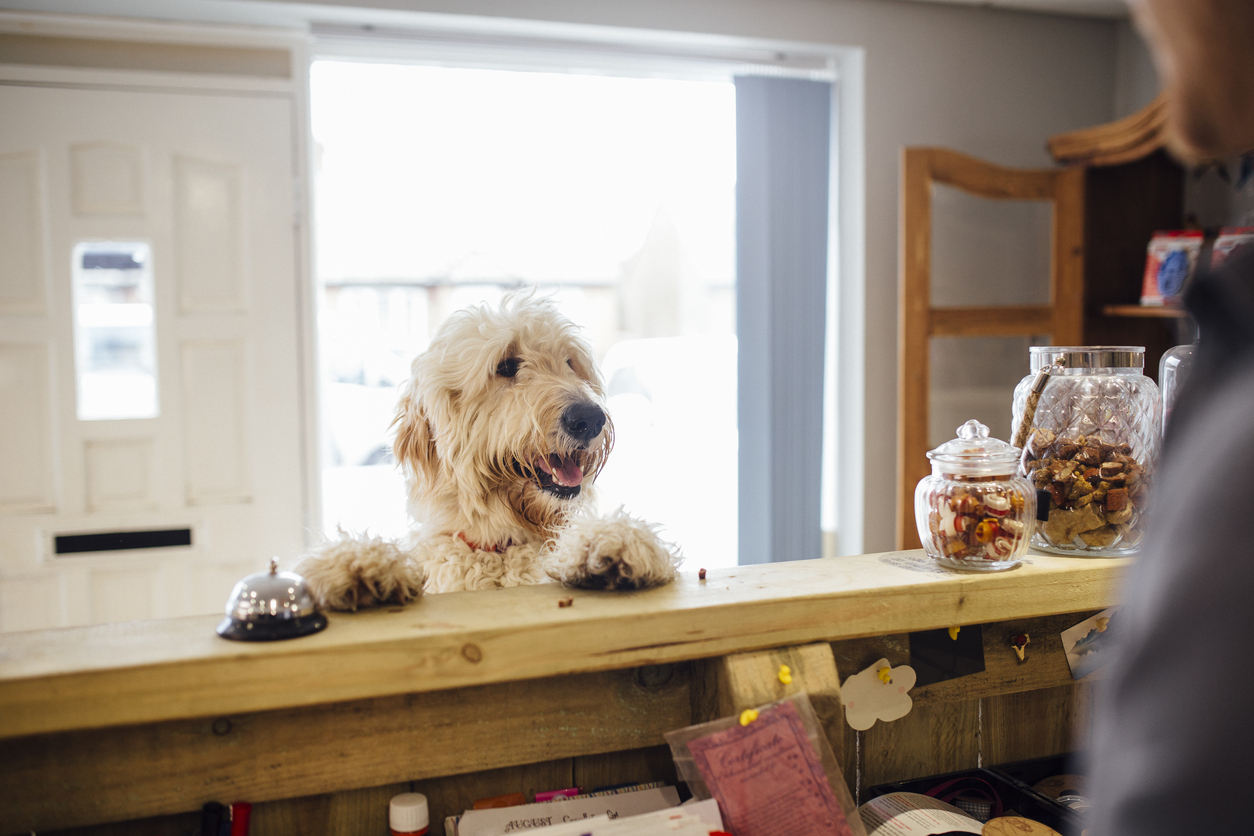 Dog friendly hotels love well behaved pups like this Goldendoodle, jumping up at a desk to say hello.