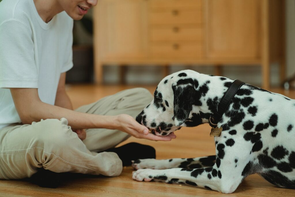A Dalmation dog eats out of someone's hand while sitting on the floor together.