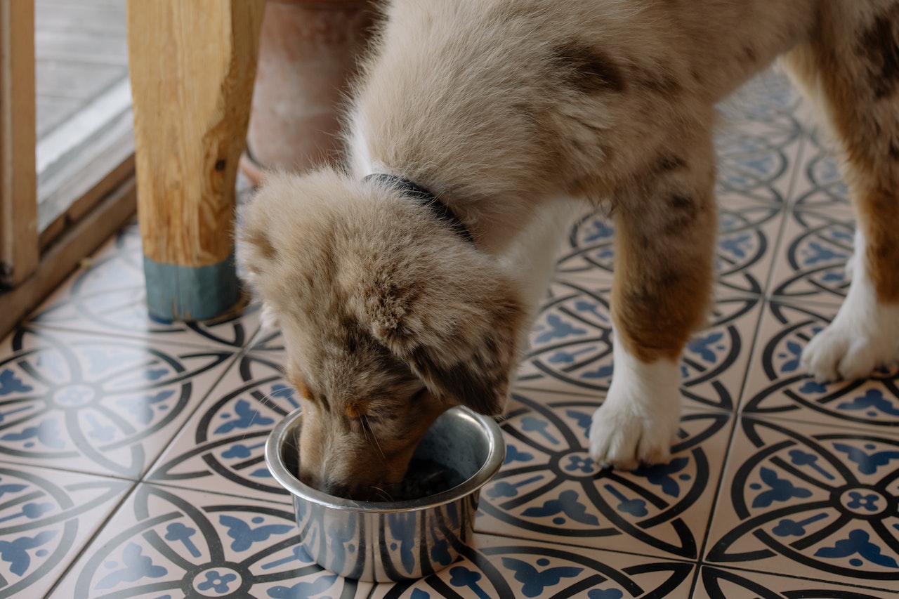A brown furry puppy eats out of a small silver bowl on a colorful tiled floor.