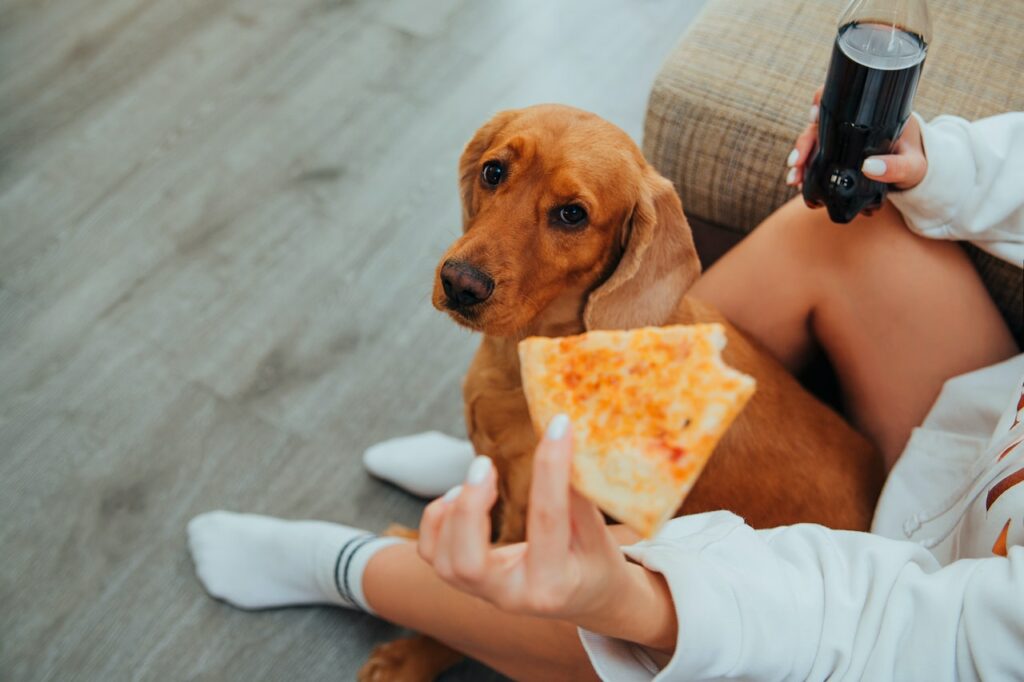 A Golden Retriever looks up from the floor at an offscreen person holding a piece of pizza. High fat consumables are toxic foods for dogs.